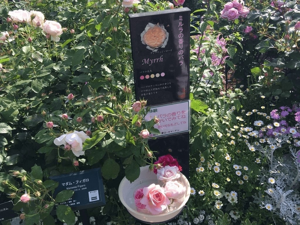 ドライガーデンお買い得⑤点SET❗️】 ※ご予算からも受付中❗️